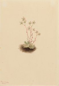  av Mary Vaux Walcott