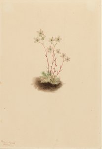 Spotted Saxifrage Saxifraga bronchialis, 1903. av Mary Vaux Walcott
