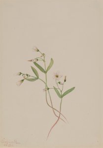Vårskjønnhet (Claytonia lanceolata) av Mary Vaux Walcott