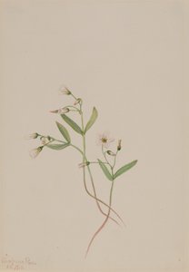 Vårskjønnhet Claytonia lanceolata, 1916. av Mary Vaux Walcott