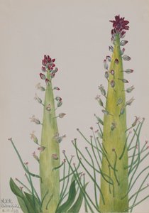Squaw-Cabbage Caulanthus inflatus, 1935. av Mary Vaux Walcott