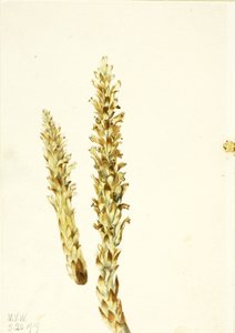 Squawroot Conopholis americana, 1919. av Mary Vaux Walcott