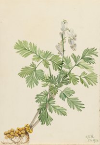  av Mary Vaux Walcott