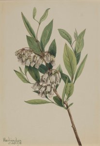  av Mary Vaux Walcott