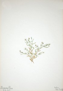 Stelleria leata, 1917. av Mary Vaux Walcott