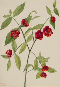  av Mary Vaux Walcott