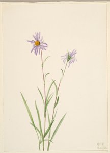  av Mary Vaux Walcott
