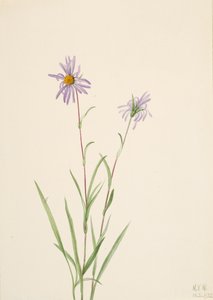 Swamp Aster Aster paludosus, 1922. av Mary Vaux Walcott