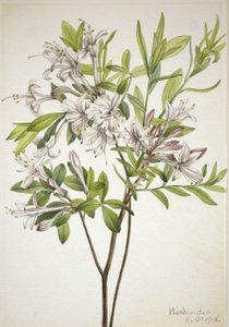 Sumpasalea (Azalea viscosa) av Mary Vaux Walcott