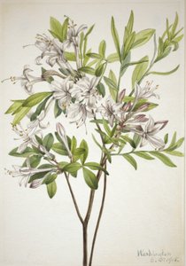 Swamp Azalea Azalea viscosa, 1918. av Mary Vaux Walcott