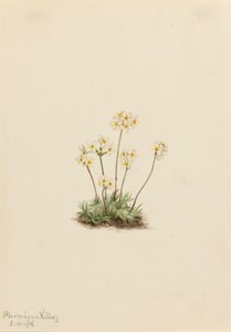 Søt Androsace Androsace carinata, 1916. av Mary Vaux Walcott