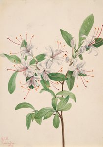 Søt Azalea Azalea arborescens, 1921. av Mary Vaux Walcott
