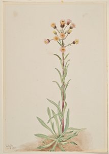  av Mary Vaux Walcott