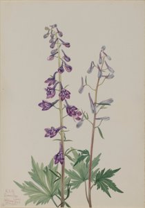  av Mary Vaux Walcott