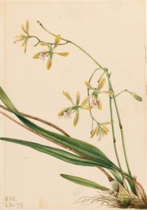  av Mary Vaux Walcott