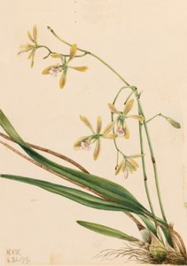 Tampa Epidendrum Epidendrum tampense, 1919. av Mary Vaux Walcott