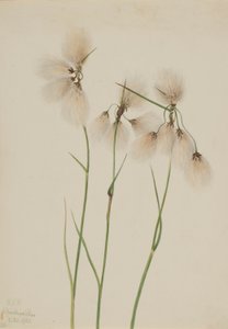 av Mary Vaux Walcott