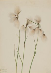 Dusk bomullsgress Eriophorum angustifolium, 1920. av Mary Vaux Walcott