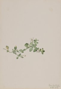 Etterfølgende Houstonia Houstonia procumbens, 1918. av Mary Vaux Walcott