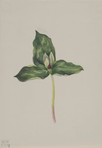  av Mary Vaux Walcott