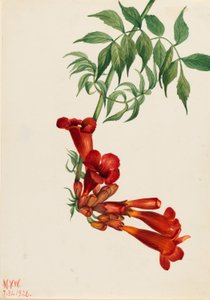 Trompetkryper (Bignonia radicans) av Mary Vaux Walcott