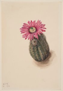  av Mary Vaux Walcott