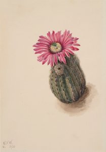 Kalkunhodekaktus Echinocereus perbellus, 1930. av Mary Vaux Walcott
