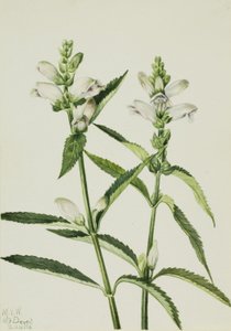  av Mary Vaux Walcott