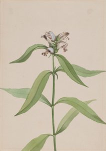  av Mary Vaux Walcott