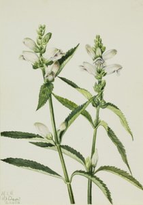Turtlehead Chelone glabra, 1926. av Mary Vaux Walcott