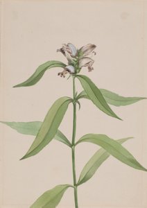 Turtlehead Chelone glabra, ca. 1917-1918. av Mary Vaux Walcott
