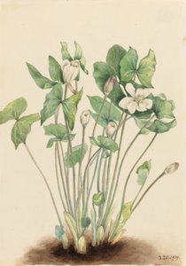  av Mary Vaux Walcott
