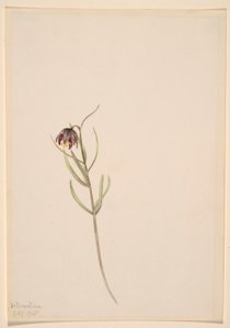 Uten tittel -- Blomsterstudie av Mary Vaux Walcott