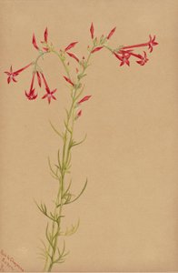 Uten tittel -- Blomsterstudie av Mary Vaux Walcott