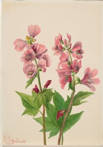  av Mary Vaux Walcott