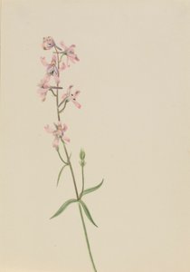  av Mary Vaux Walcott