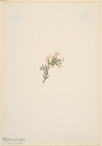  av Mary Vaux Walcott