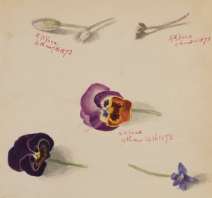 Uten tittel--Flower Study, 1873. av Mary Vaux Walcott