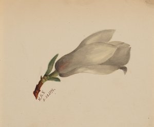 Uten tittel--Flower Study, 1876. av Mary Vaux Walcott