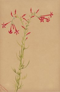Uten tittel--Flower Study, 1883. av Mary Vaux Walcott