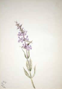 Uten tittel--Flower Study, 1900. av Mary Vaux Walcott