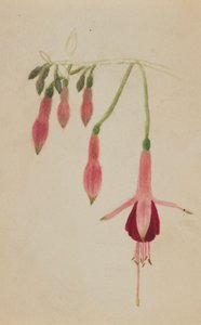 Uten tittel--Flower Study, ca. 1872-1874. av Mary Vaux Walcott