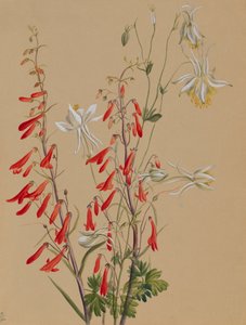 Uten tittel--Flower Study, ca. 1883-1900. av Mary Vaux Walcott