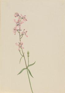 Uten tittel--Flower Study, ca. 1900-1930. av Mary Vaux Walcott