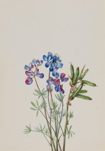 Uten tittel--Flower Study, ca. 1900-1930. av Mary Vaux Walcott