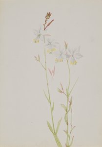 Uten tittel--Blomsterstudie, nd av Mary Vaux Walcott