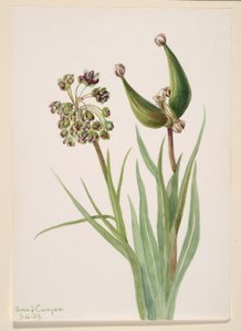  av Mary Vaux Walcott