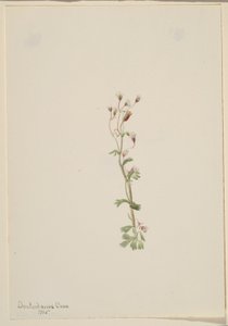  av Mary Vaux Walcott