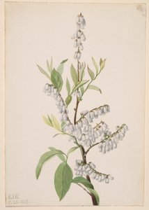  av Mary Vaux Walcott