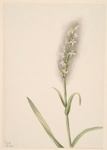  av Mary Vaux Walcott